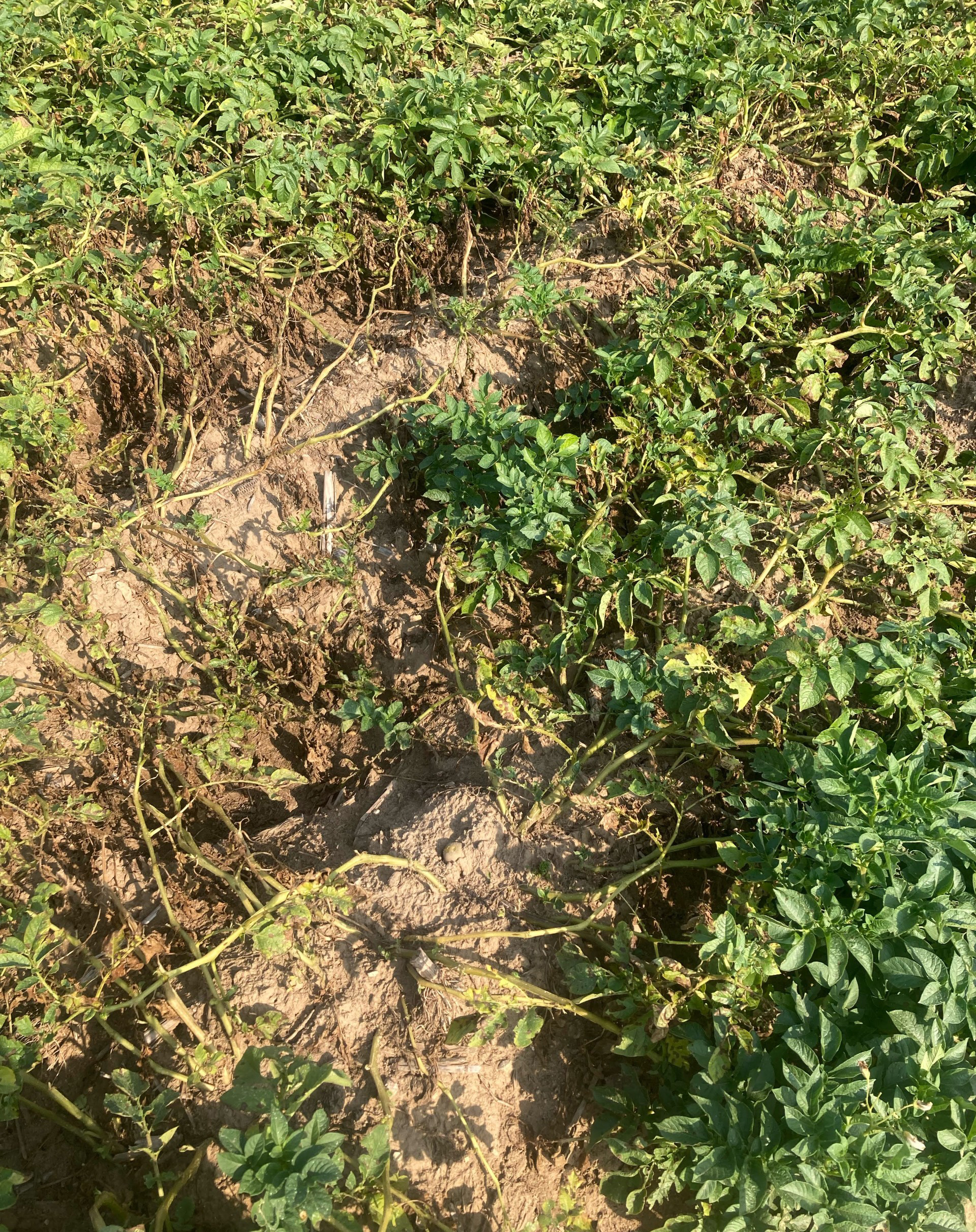Close-up of potato plants with visible vine damage. Stems are decaying and collapsed in some areas, exposing bare, cracked soil beneath. Signs of vine rot are apparent in the lower canopy.